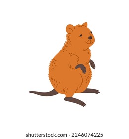 Cute fluffy quokka - cartoon flat vector illustration isolated on white background. Hand drawn macropod animal. Cheerful quokka drawing for kids designs.