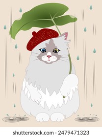 cute fluffy ragdoll cat using taro leaf to avoid rain