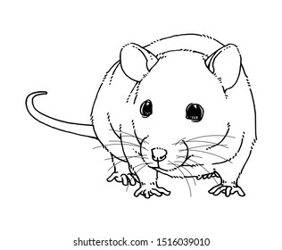Cute Fluffy Rat, Chinese Zodiac Animal, Year Of The Rat, Hand Drawn Illustration, Isolated Vector