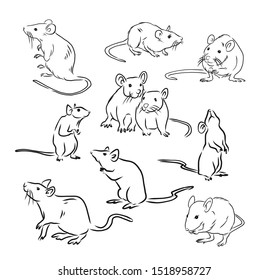 Cute Fluffy Rat, Chinese Zodiac Animal, Year Of The Rat, Hand Drawn Illustration