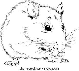 cute fluffy rat sitting on its paws, symbol of the year, drawn by liner