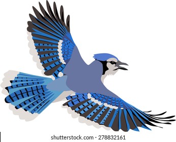 Blue Jay Flying Images Stock Photos Vectors Shutterstock