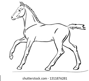 Cute foal is cantering. Vector illustration.