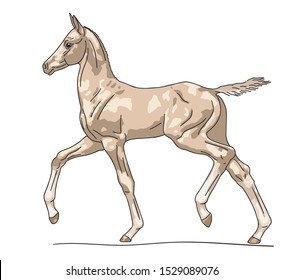 Cute foal runs, vector illustration