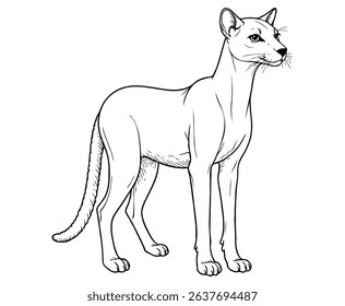 Cute Fossa Illustration Coloring Book