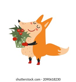 Cute fox with holly plant. Happy fox in mitten and socks holding mistletoe. Funny wild cartoon animal in winter, scandinavian style. Hand drawn vector illustration isolated on white. Flat design 
