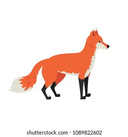 Cute fox on white background. Vector illustration.
