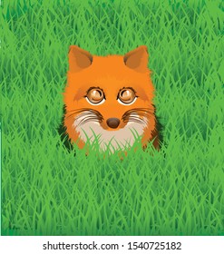 cute fox is sitting in the grass