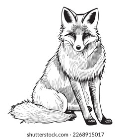 Cute Fox sitting hand drawn sketch illustration Wild animals