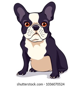 Cute French bulldog with a black and white color of wool on a white background. Cartoon character. Vector illustration.