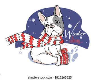 Cute french bulldog in boots and a winter scarf. Winter is coming illustration