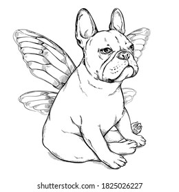 Cute french bulldog with cicada wings. Bulldog sketch
