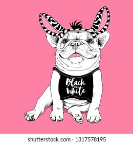 Cute French bulldog in a costume of a Zebra on a pink background. Black or White - lettering quote. Humor t-shirt composition, hand drawn style print. Vector illustration.