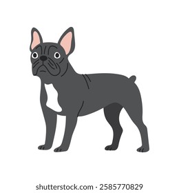 Cute French bulldog, dog standing. Pet, breed. Isolated flat vector illustration