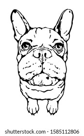 Cute french bulldog. Drawn funny dog