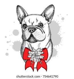 Cute French Bulldog face illustration with bow and Christmas flower red Poinsettia. Hand drawn vector dog