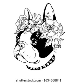 Cute french bulldog with flower wreath. Bulldog head 