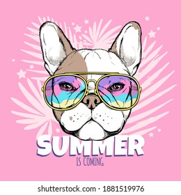 Cute french bulldog head in sunglasses. Summer is coming illustration. Stylish image for printing on any surface