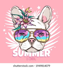 Cute french bulldog head in sunglasses. Summer is coming illustration. Stylish image for printing on any surface