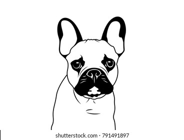 Cute French Bulldog and His Eyebrow in Black and White. Adorable Black and White French Bulldog with a raised eyebrow. Cute and expressive pet illustration. Perfect for various uses.