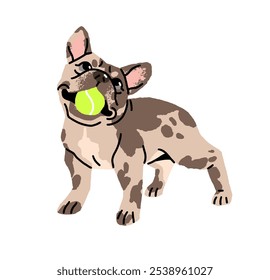 Cute French Bulldog holds ball in mouth, jaw. Happy puppy plays with toy. Funny dog with adorable muzzle has fun. Playful pet, domestic animal. Flat isolated vector illustration on white background