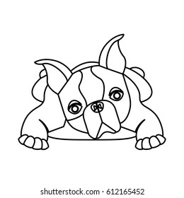 cute french bulldog icon vector illustration design
