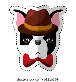 cute french bulldog male with hipster accessory vector illustration design