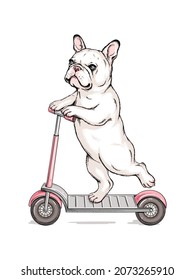 Cute French Bulldog on a scooter. Image for printing on any surface