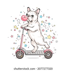 Cute French Bulldog on a scooter. Puppy on a background of colored stars Image for printing on any surface