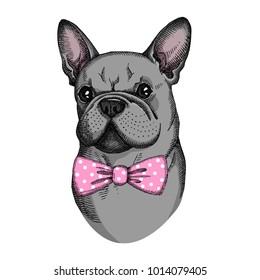 Cute French Bulldog with pink bow. Hand drawn fashion Print for t-shirts and bags, poster or greeting card