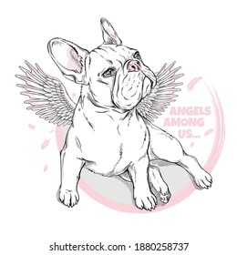 Cute french bulldog puppy with angel wings. Angels among us illustration. Stylish image for printing on any surface