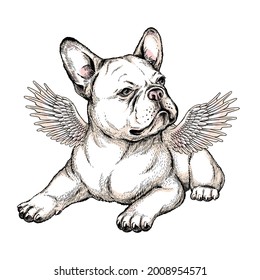 Cute french bulldog puppy with angel wings. Vector illustration in hand-drawn style. Stylish image for printing on any surface