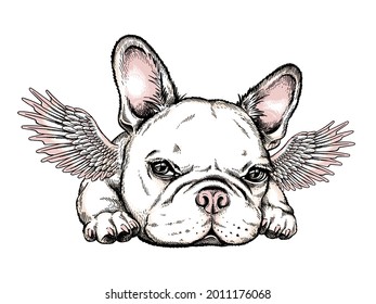 Cute french bulldog puppy with angel wings. Vector illustration in hand-drawn style. Stylish image for printing on any surface	
