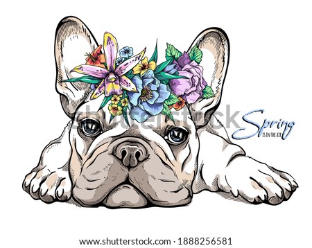 Cute french bulldog puppy in a flower wreath. Spring portrait of a dog. Stylish image for printing on any surface