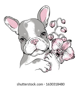 Cute french bulldog puppy with orchid. 