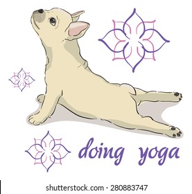 cute french bulldog puppy practicing yoga, standing in the pose of a dog muzzle up