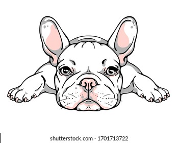 Cute French Bulldog Puppy. Vector Illustration