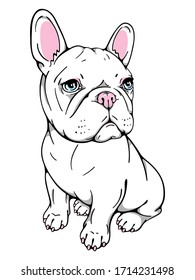 Cute french bulldog puppy. Vector illustration