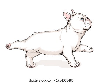 Cute french bulldog puppy. Vector illustration in hand drawn style