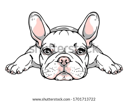Cute french bulldog puppy. Vector illustration