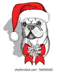 Cute French Bulldog in a red Santa Claus hat with bow and Christmas flower red Poinsettia. Hand drawn vector dog isolated