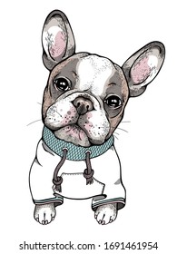 Cute french bulldog with sad eyes. 