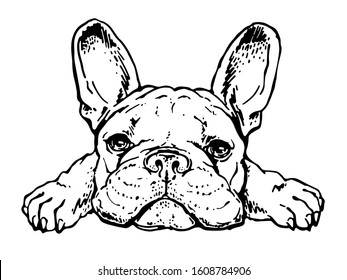 Cute french bulldog sketch. Drawn puppy