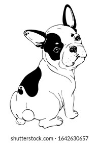 Cute french bulldog sketch. Drawn dog