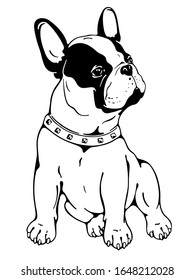 Cute french bulldog sketch. Drawn puppy