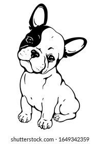 Cute french bulldog sketch. Drawn puppy