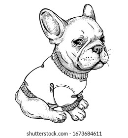 Cute french bulldog sketch. Drawn puppy