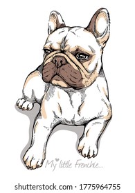 Cute french bulldog sketch. Drawn dog. 