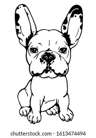 Cute french bulldog sketch. Funny puppy