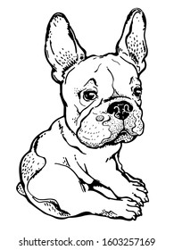 Cute french bulldog sketch. Sitting dog